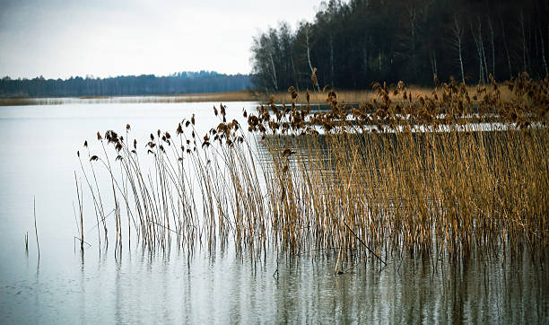istock A tranquil lakeside view featuring tall grasses swaying gently in the breeze during early morning light 2218583084