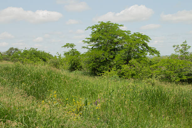 istock A grassy area with trees in the background 2218583388