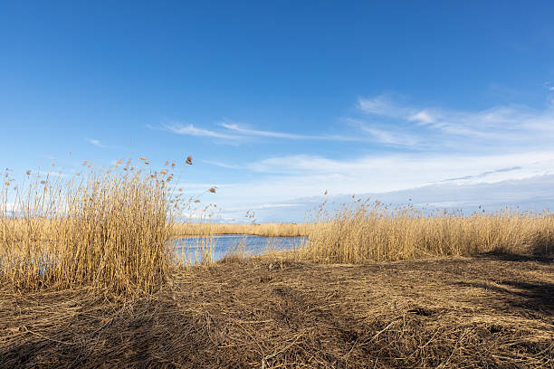 istock A picturesque coastal landscape featuring dry reeds 2218583567