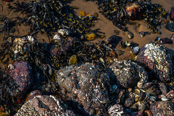A highly detailed macro photograph capturing Balanus sp. barnacles attached to a rock by the sea, surrounded by clams, mud, and other elements of marine biodiversity.