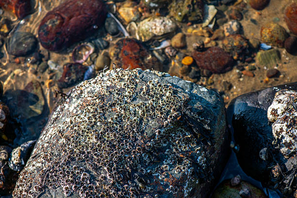 A highly detailed macro photograph capturing Balanus sp. barnacles attached to a rock by the sea, surrounded by clams, mud, and other elements of marine biodiversity.