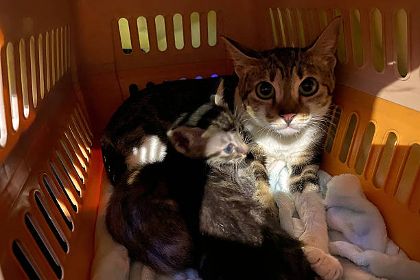 istock Mom Cat and baby kitten lying in a cage looking sad 2218584364