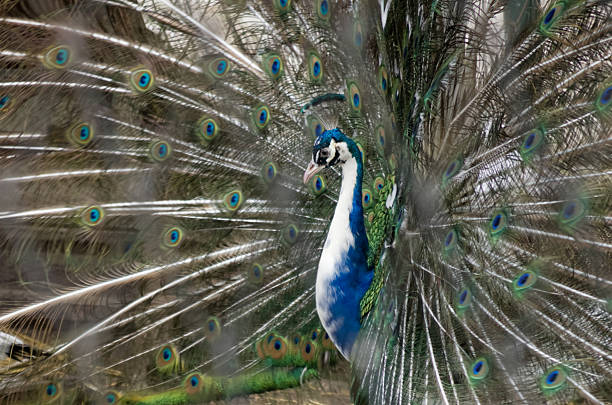 white peacock with open tail