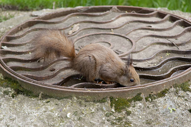 A squirrel escapes the heat by drinking from a puddle