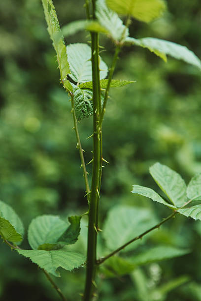 istock Green leaves and spikes, in the forest 2218584868