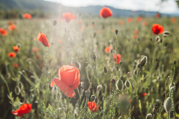 Field of poppies. Nature summer wild flowers.