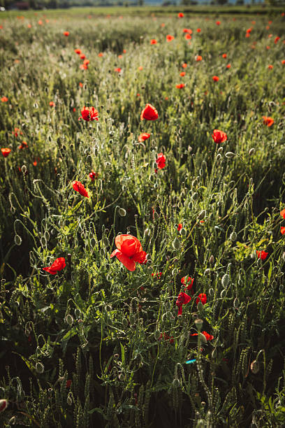 istock Field of poppies 2218584999