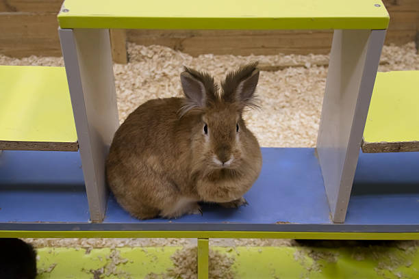 Black rabbit in the zoo