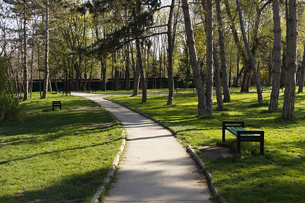 istock Asphalt road in the park through a green meadow and pine trees 2218585252