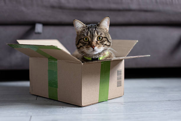 istock The cat is sitting in a cardboard box 2218586412