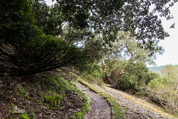 istock Winding path through lush forest leading to serene destination 2218587088