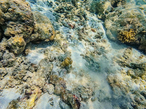 Reef under the sea in Maldives.