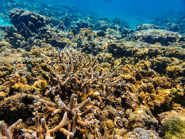 An underwater tropical wonderland featuring Staghorn Coral (Acropora cervicornis) as well as a couple of other different species in all their various colours in super clear water