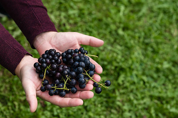 istock Hands holding fresh, ripe dark grapes against a green grassy background. 2218590796