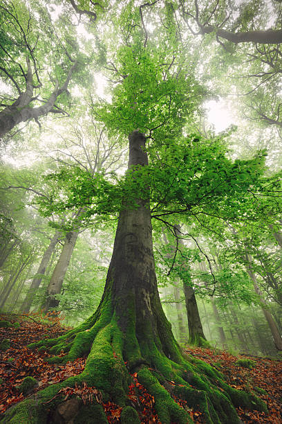 Majestic tall beech tree in misty woodland