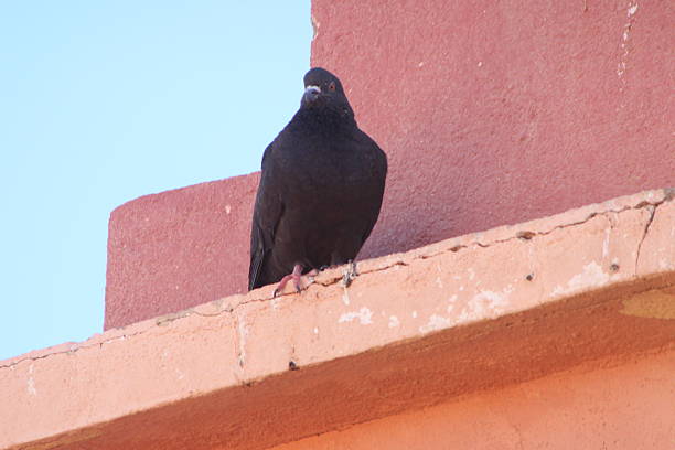 istock Black Dove Close Up 2218592118