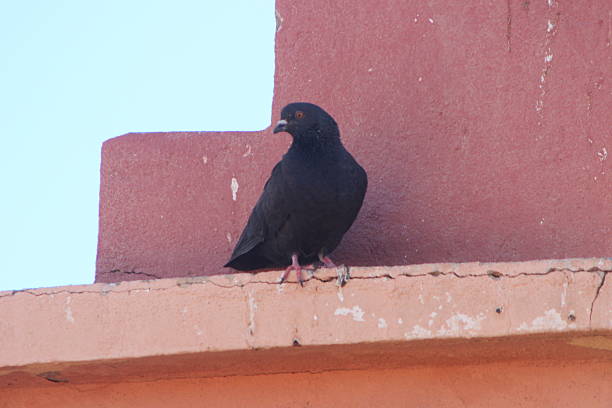istock Black Dove Close Up 2218592120