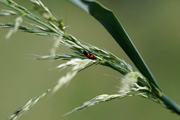 Close-up of a ladybug on a grass blade with a blurred green background.
