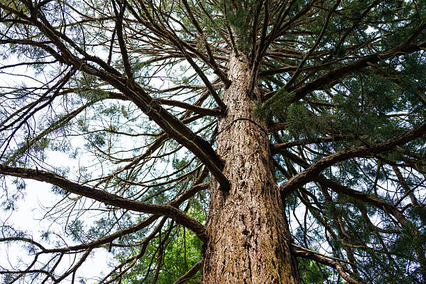 Upward view of a tall tree with sprawling branches and green foliage.