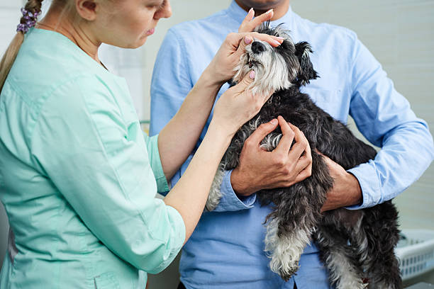 istock Veterinarian doing a teeth check up for a dog at the clinic 2218592566