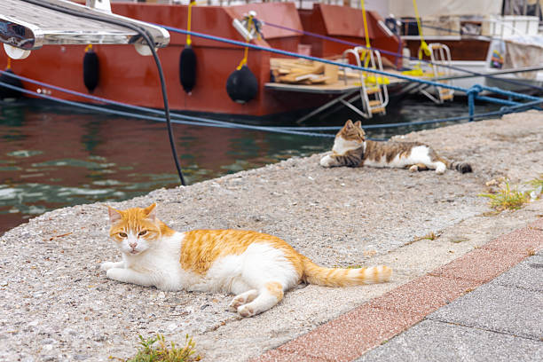 istock Cats relaxing on the waterfront by boats in a quaint harbor setting 2218592908