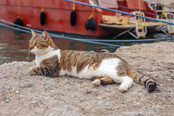 istock Cats relaxing on the waterfront by boats in a quaint harbor setting 2218593112
