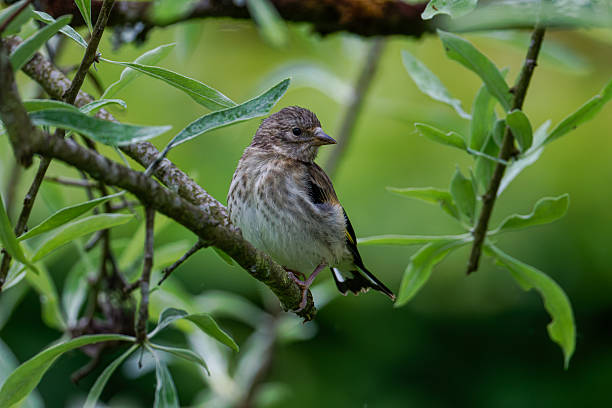istock A small bird perched on a branch surrounded by green leaves, with a blurred background. The European goldfinch or simply the goldfinch (Carduelis carduelis) is a small passerine bird in the finch family 2218593461