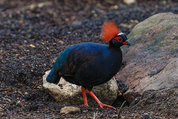 istock A striking black bird with vibrant red crest and legs, standing on rocky ground. 2218593522