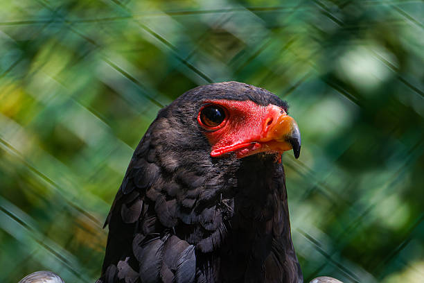 Close-up of a bateleur eagle with vibrant red face and sharp beak against a blurred green background. The bateleur, Terathopius ecaudatus), also known as the bateleur eagle, is a medium-sized eagle in the family Accipitridae.
