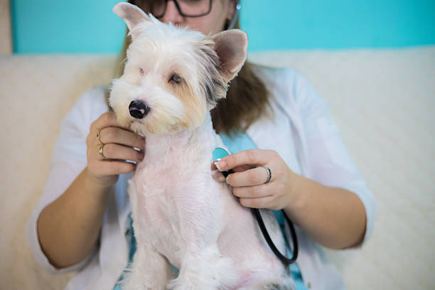 A smiling mid adult female vet sits beside an exam table in her clinic and examines the ear of a yellow lab.  There is a clipboard and pen on the table and an incidental nurse and dog in the background.
