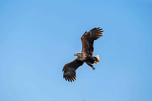 istock Adult white-tailed eagle (Haliaeetus albicilla) in flight, Isle of Skye, Scotland 2218595231