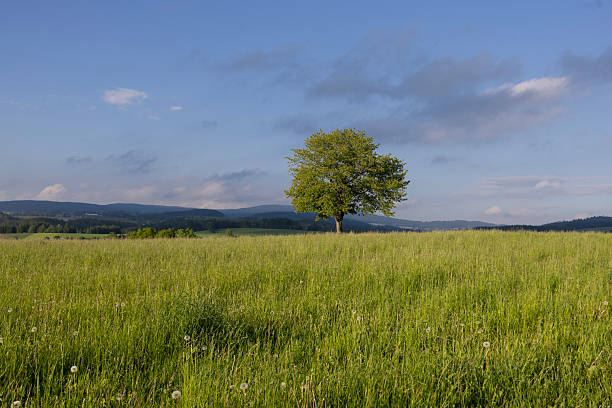 bavarian tree with path in spring and in the evening sun