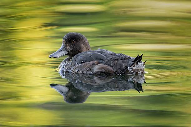 istock Duck gliding on a reflective pond with vibrant hues. 2218598099