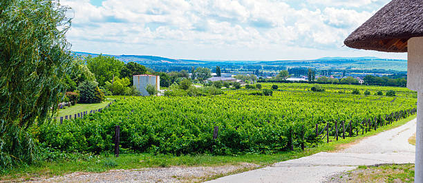 istock view of the vineyard in summer - panorama 2218598518