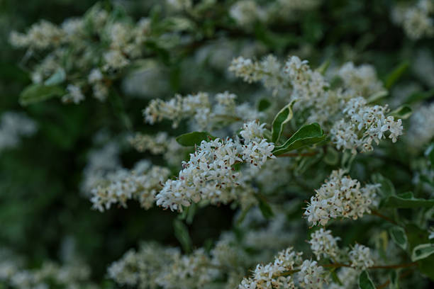 Delicate Clusters of Ligustrum japonicum Blossoms