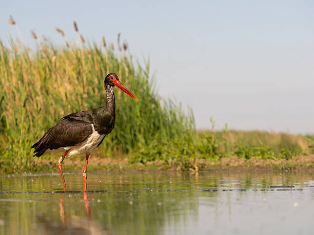 istock Black stork, Ciconia nigra 2218603514