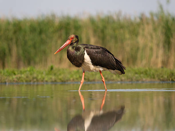istock Black stork, Ciconia nigra 2218603516
