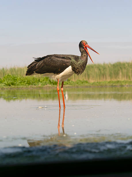 istock Black stork, Ciconia nigra 2218603526