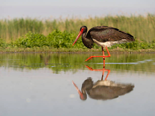 istock Black stork, Ciconia nigra 2218603532