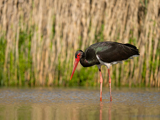 istock Black stork, Ciconia nigra 2218603533