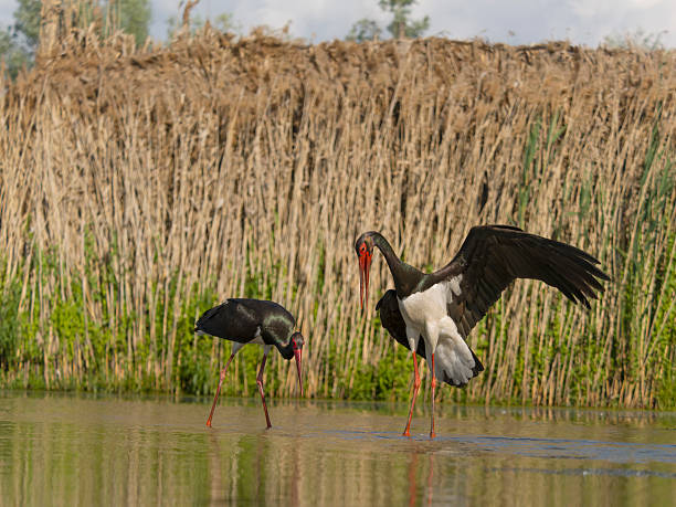 Black stork, Ciconia nigra, Two birds in water, Hungary, May 2025