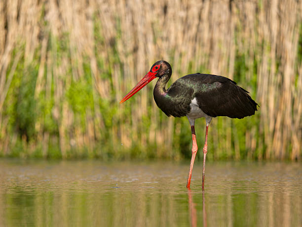 istock Black stork, Ciconia nigra 2218603554