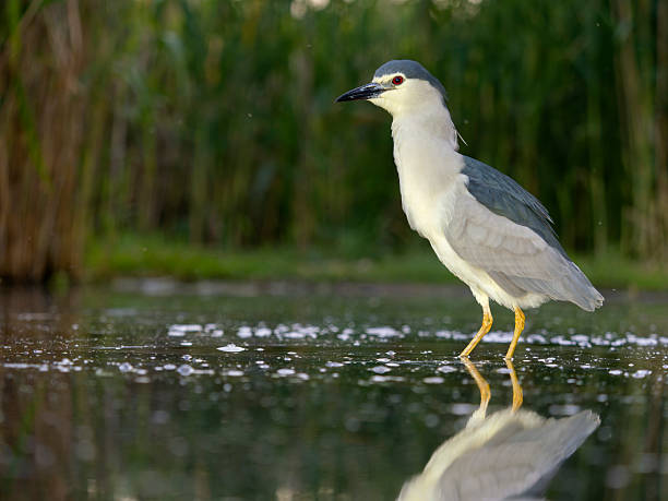 istock Black-crowned night heron, Nycticorax nycticorax 2218603613
