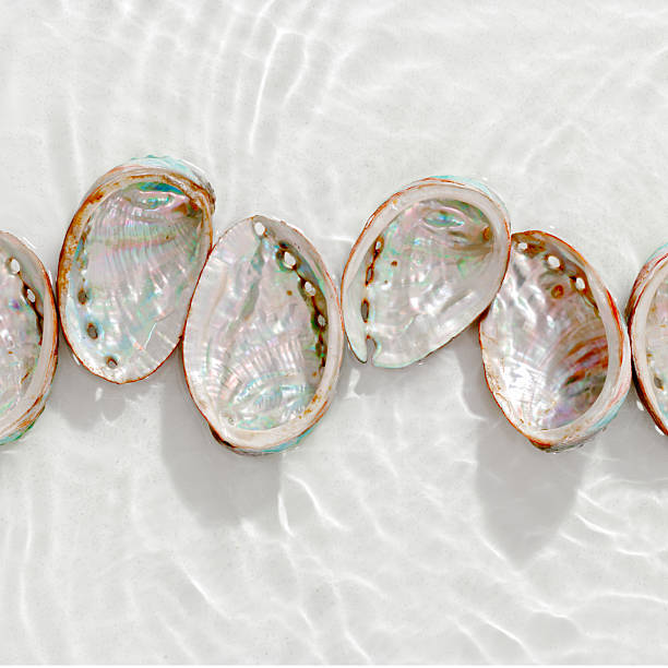istock Set of abalone seashells floating on clear white water with sun glare and waves. Shells of natural iridescent and rough textures. Minimal style  top view pattern sea ocean life background, copy space 2218603957