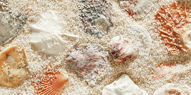 istock Collection of seashells scattered on fine sand, minimal nature pattern at soft sunlight, natural oceanic and summer textures banner, beach mood and sea style background, summer relaxation, harmony 2218603965