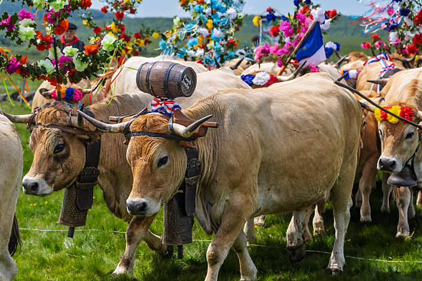 istock cows during the Aubrac transhumance 2218604793