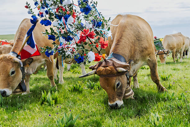 Transhumance in Aubrac is an institution on the Aubrac plateau, bordering three departments: Aveyron, Cantal, and Lozère. The traditional date for the ascent to the summer pastures is May 25th, Saint Urbain's Day. The Aubrac cows move up to the pastures where they will be reunited with their calves and spend the warmer weather until October. Visitors come from all over France to follow the herds, meet the farmers, discover and taste local products, and share a moment of conviviality.