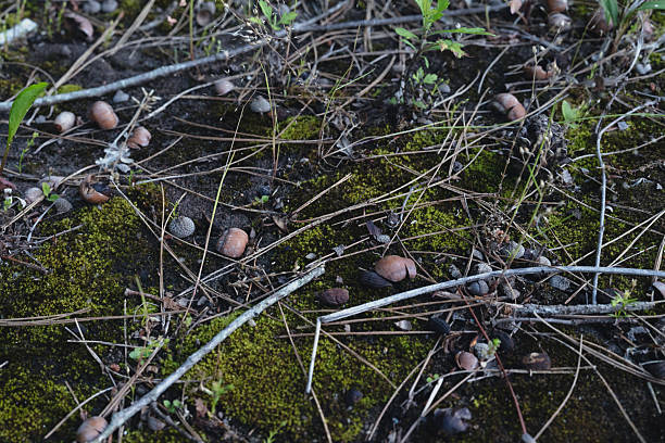 istock Acorns Scattered Across a Mossy Forest Floor 2218604951