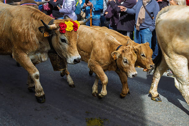 istock cows during the Aubrac transhumance 2218604996