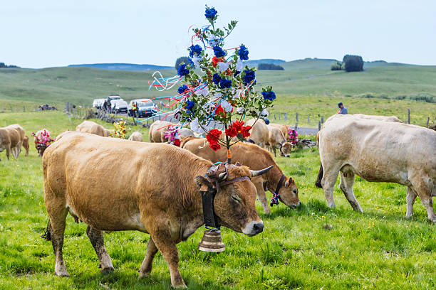 Transhumance in Aubrac is an institution on the Aubrac plateau, bordering three departments: Aveyron, Cantal, and Lozère. The traditional date for the ascent to the summer pastures is May 25th, Saint Urbain's Day. The Aubrac cows move up to the pastures where they will be reunited with their calves and spend the warmer weather until October. Visitors come from all over France to follow the herds, meet the farmers, discover and taste local products, and share a moment of conviviality.